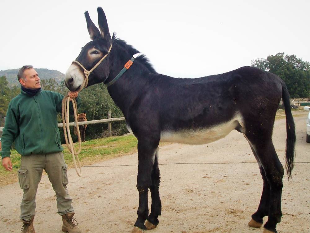 Burro Catala Fuives barcelona